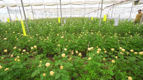 Cultivo-De-Rosas,-Producción-De-Flores-En-Invernadero.
